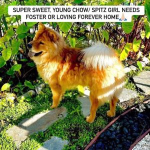 Orange County CA S Cal- Lilly is a petite sweet very friendly and happy young female chowspitz