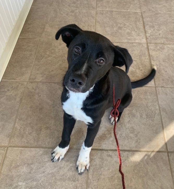 Dog for adoption - Benny, a Labrador Retriever & Australian Cattle Dog ...