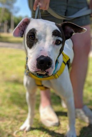 Captain Wigglesworth (aka CW), Adult Male Pit Bull Terrier