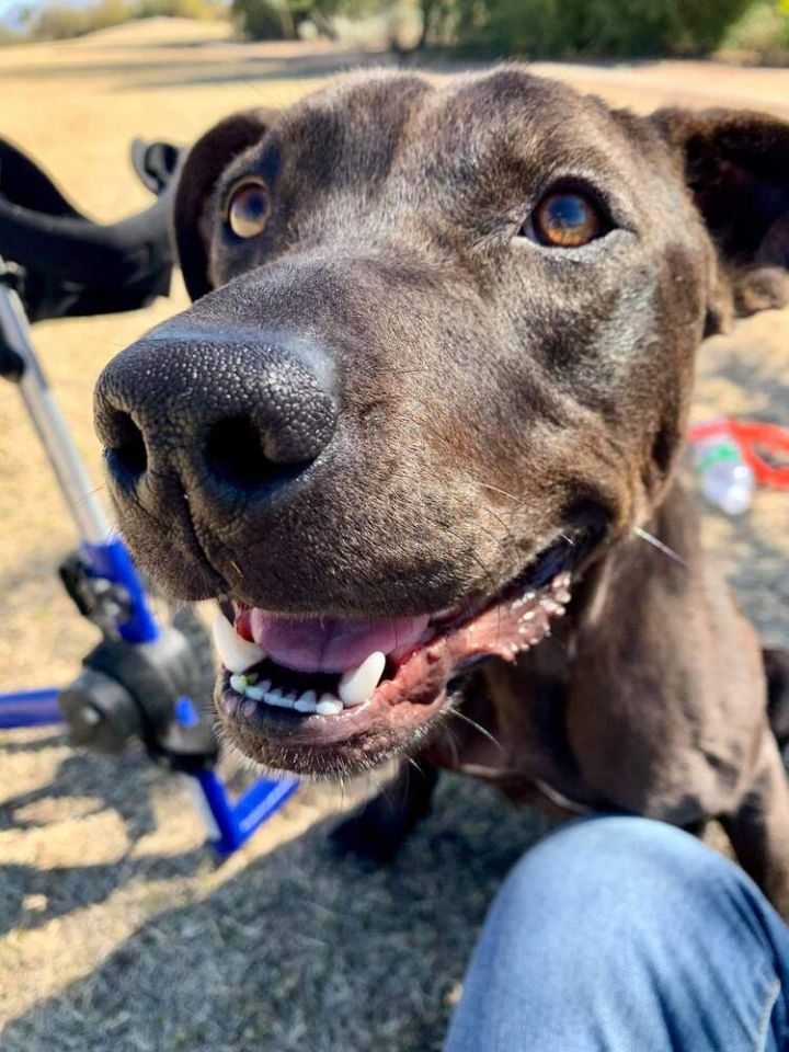 Dog for adoption - Abel, a Pit Bull Terrier & Labrador Retriever Mix in ...