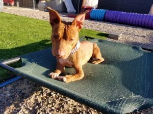 Janey Rico, Adult Female Staffordshire Bull Terrier