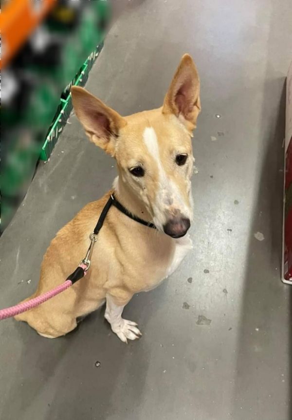 Tinkerbell thumbnail 4