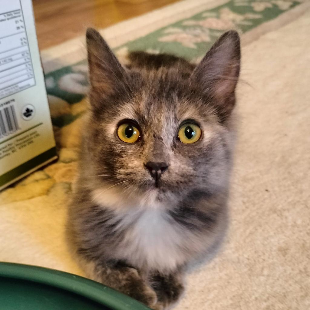 Mau, an adoptable Domestic Medium Hair, Domestic Short Hair in North Battleford, SK, S9A 2M7 | Photo Image 1