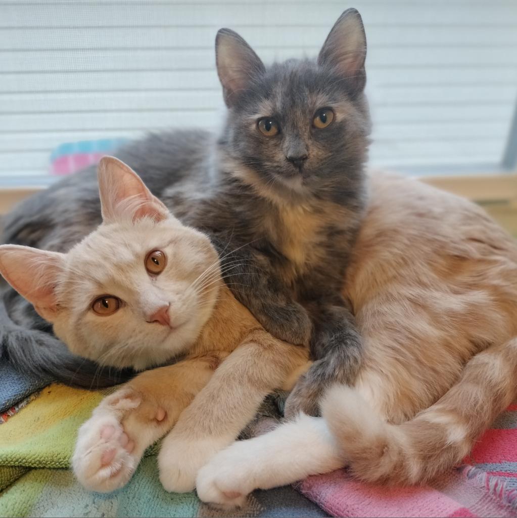 Mau, an adoptable Domestic Medium Hair, Domestic Short Hair in North Battleford, SK, S9A 2M7 | Photo Image 2