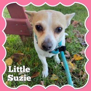 Dog for adoption - Little Suzie, a Chihuahua Mix in Mokena, IL