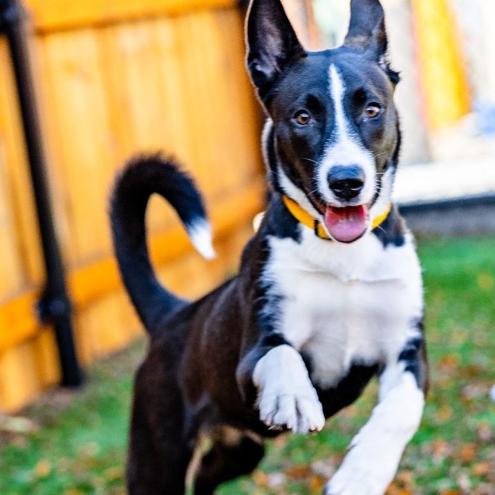 Supergirl, an adoptable Border Collie Mix in Naperville, IL_image-2