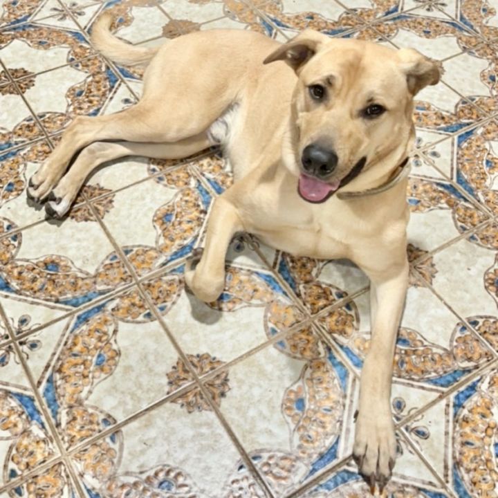 Jerry, an adoptable Labrador Retriever & Shepherd Mix in Charleston, WV_image-1