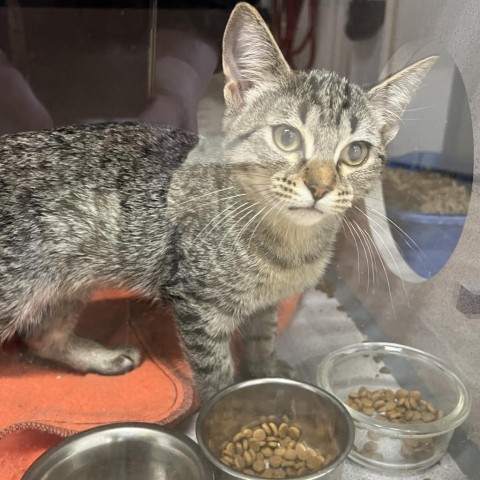 Mozza, an adoptable Domestic Short Hair in North Battleford, SK, S9A 2M7 | Photo Image 2