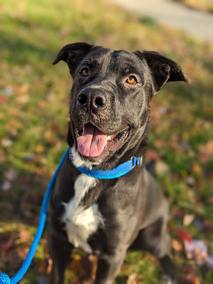 Aceland, an adoptable Mixed Breed in Cincinnati, OH_image-1