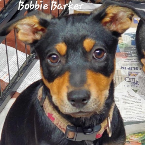 Bobbie aka BOBette PF 5