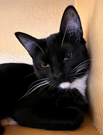 Moon, an adoptable Domestic Short Hair in Fort Worth, TX_image-2