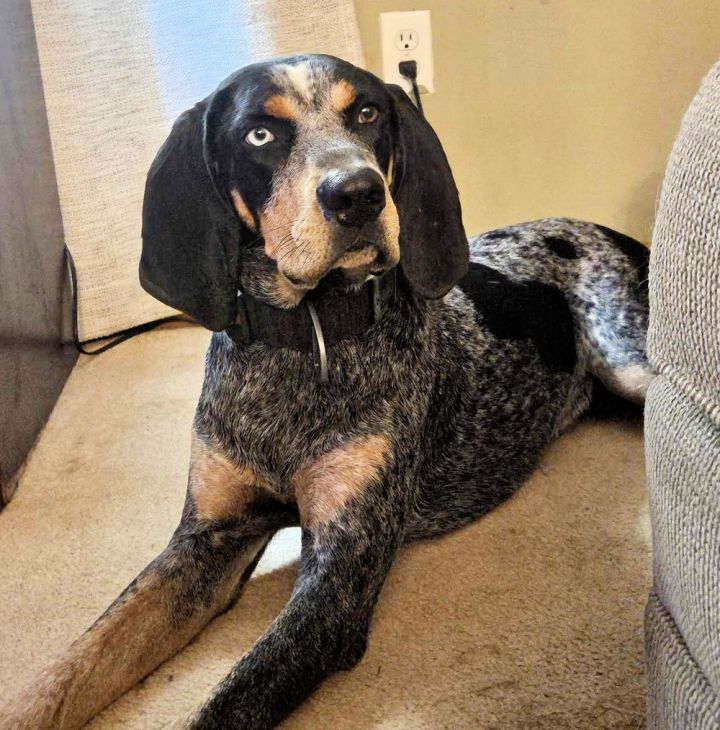 Blue tick hound for hot sale adoption