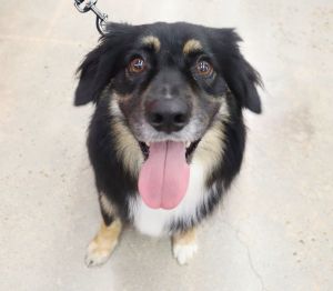 Petfinder mini 2025 australian shepherd