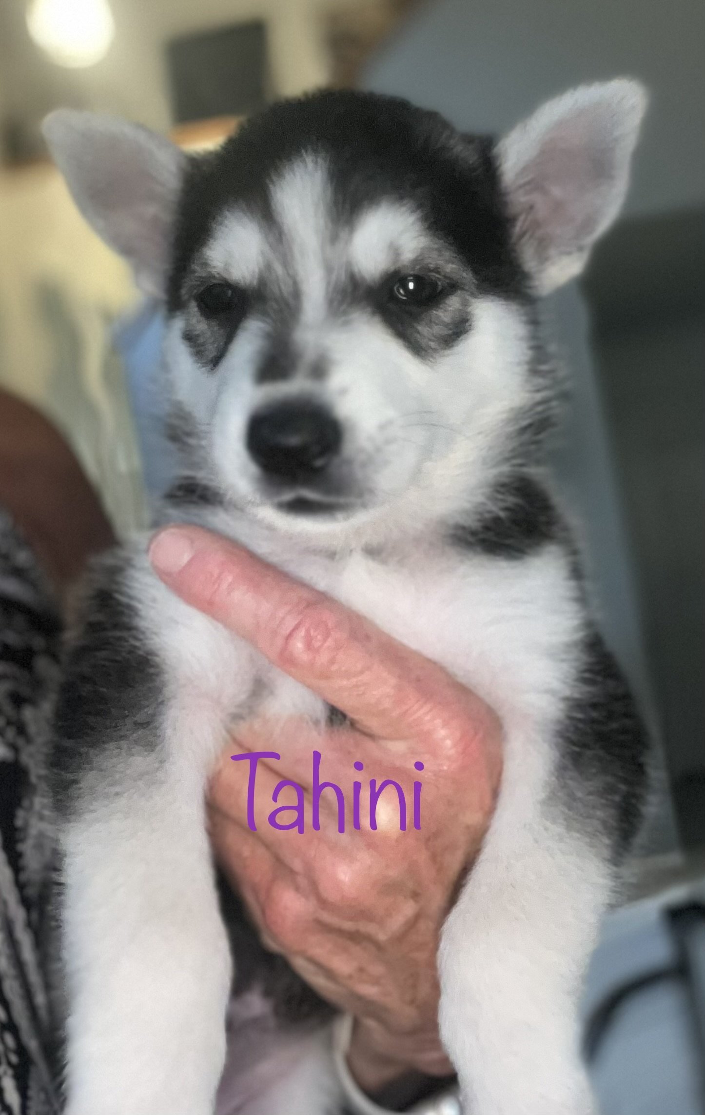 Tahini detail page