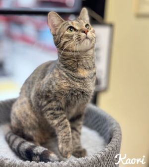 Kaori #Velcro-kitty Tabby Cat