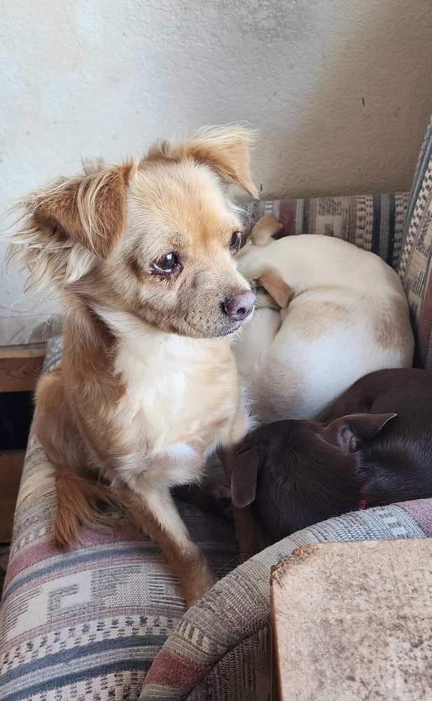 Andi, an adoptable Chihuahua in Bend, OR, 97701 | Photo Image 1