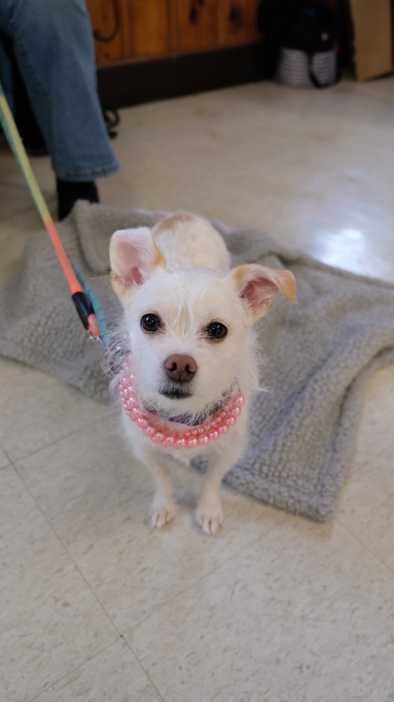 Sui Animal Actors, an adoptable Chihuahua in Boston, MA, 02113 | Photo Image 3