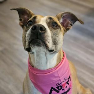 Rosemary, Adult Female Hound