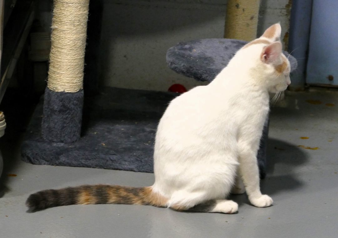 Cat for adoption DESTINY, a Domestic Short Hair Mix in Beechbottom