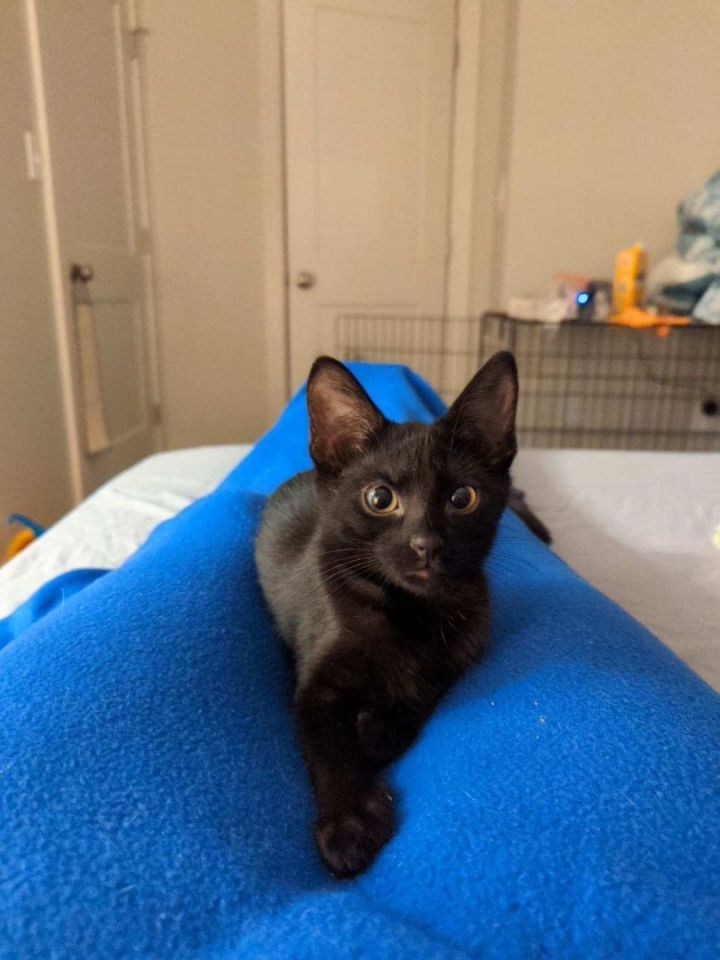 Cat for adoption Sharpie , a Domestic Short Hair in North Vernon, IN Petfinder