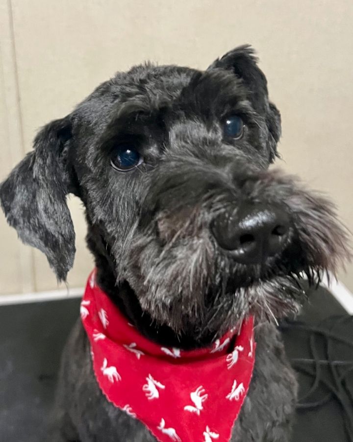 Gibbs, an adopted Schnauzer & Poodle Mix in Ooltewah, TN_image-3