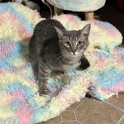 Sir Prise, an adoptable Domestic Short Hair in Brawley, CA, 92227 | Photo Image 1