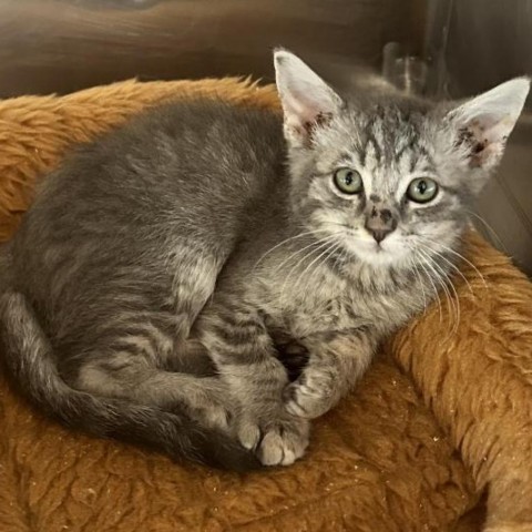 Sir Prise, an adoptable Domestic Short Hair in Brawley, CA, 92227 | Photo Image 2