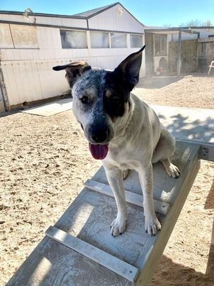 Chocolate hotsell heeler dogs