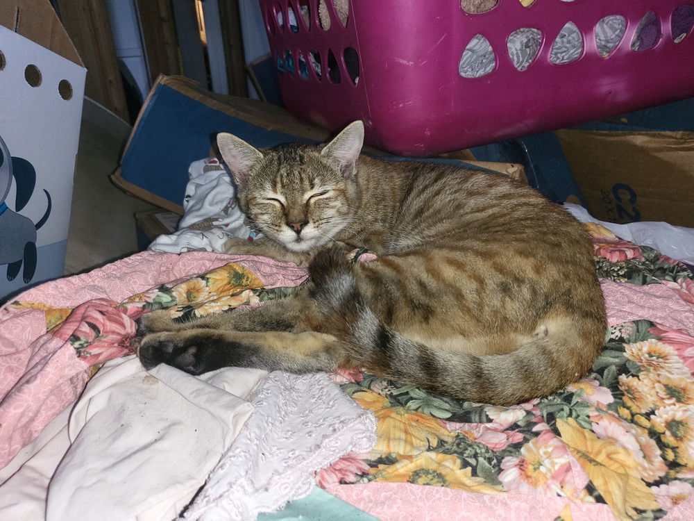 Joy, an adoptable Domestic Medium Hair in Panama city, FL, 32402 | Photo Image 1