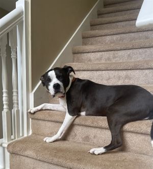 DAISY - SWEET Sr. BULLDOG! In Foster care for Year American Bulldog Dog