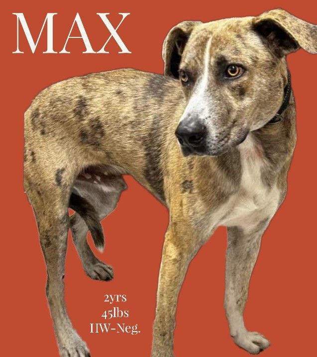 Max Loyal Gentle Boy Loves Women, Children and Dogs Great Watch Dog