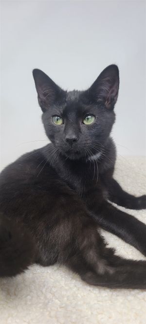 Taylor is a wonderful black kitten with a regal white patch on the chest that is looking for a fore