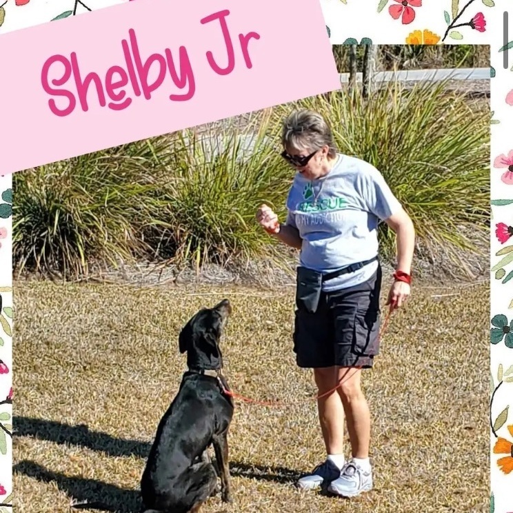 Shelby Jr. FL 