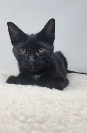 Midnight Rain is a warm-hearted black kitten with a special white crest on the chest that is lookin