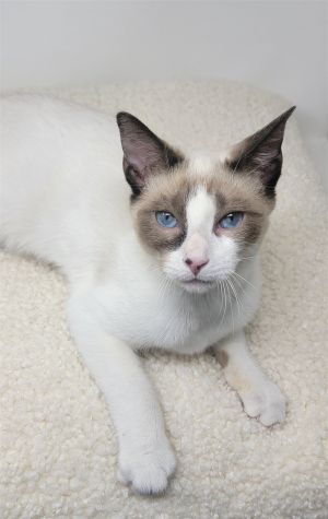 Swifty is a beautiful 5-month-old Snowshoe Siamese kitten with captivating crystal-blue eyes and a u
