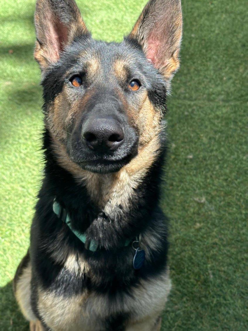 Rio, an adoptable German Shepherd Dog, Husky in Incline Village, NV, 89450 | Photo Image 3