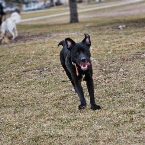 Wayne, an adoptable Labrador Retriever, Mixed Breed in Boone, IA, 50036 | Photo Image 4