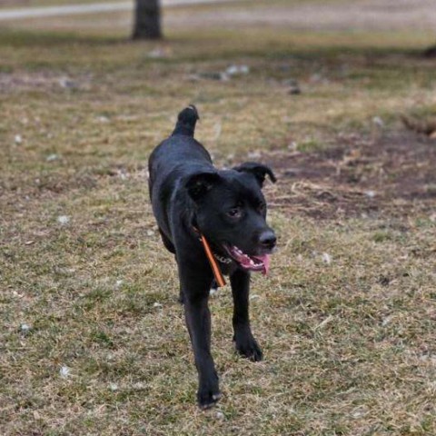 Wayne, an adoptable Labrador Retriever, Mixed Breed in Boone, IA, 50036 | Photo Image 4