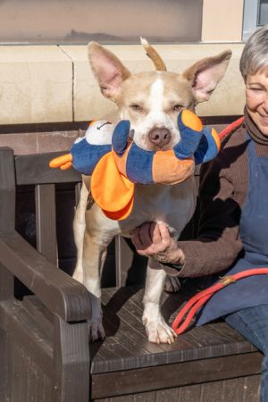 Meet Kellogg a charming boy with an infectious playfulness Volunteers LOVE this dog saying he is s