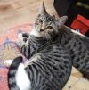 Smudge