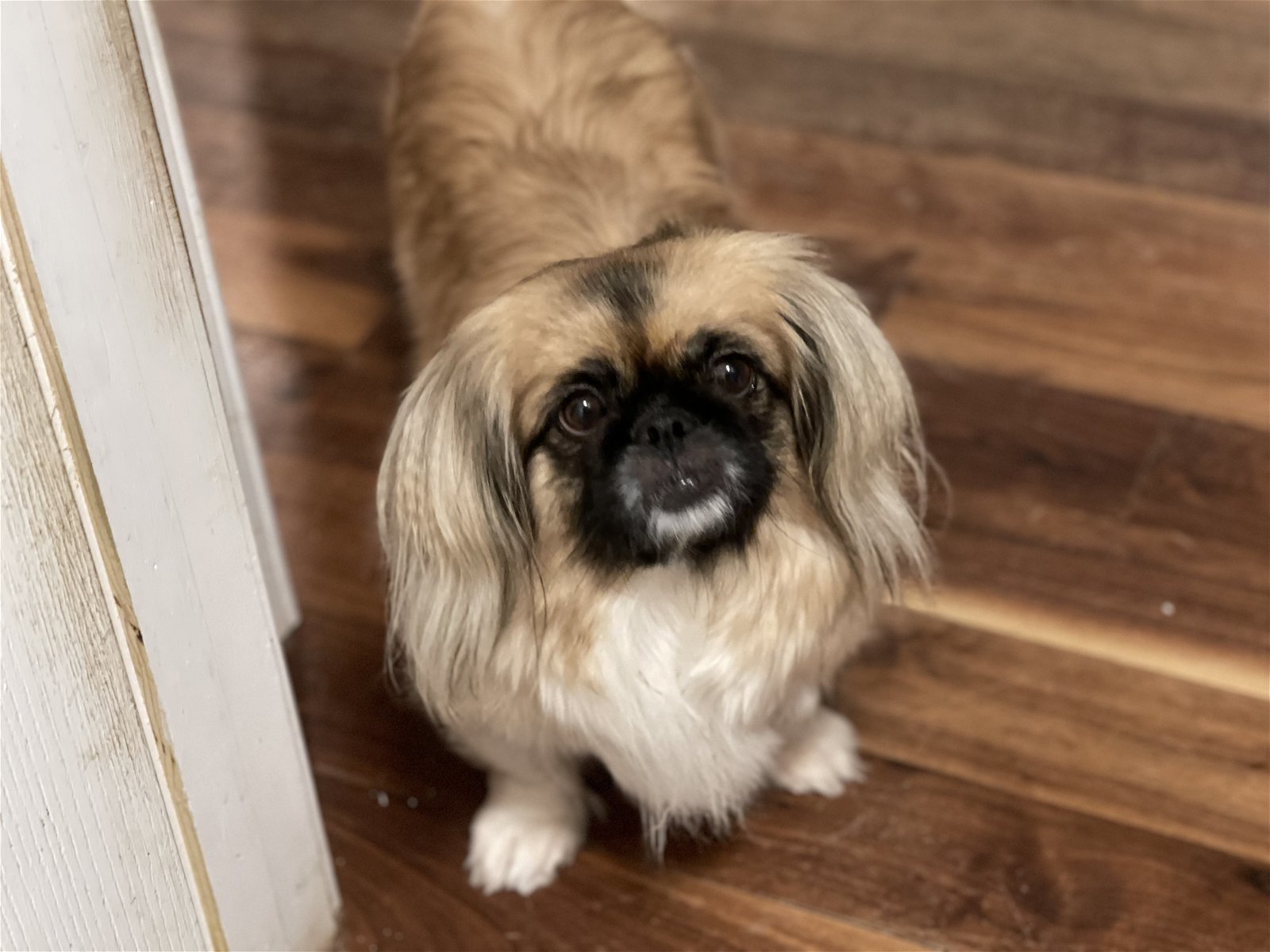 Penny, an adoptable Pekingese in Holly Springs, NC, 27540 | Photo Image 3