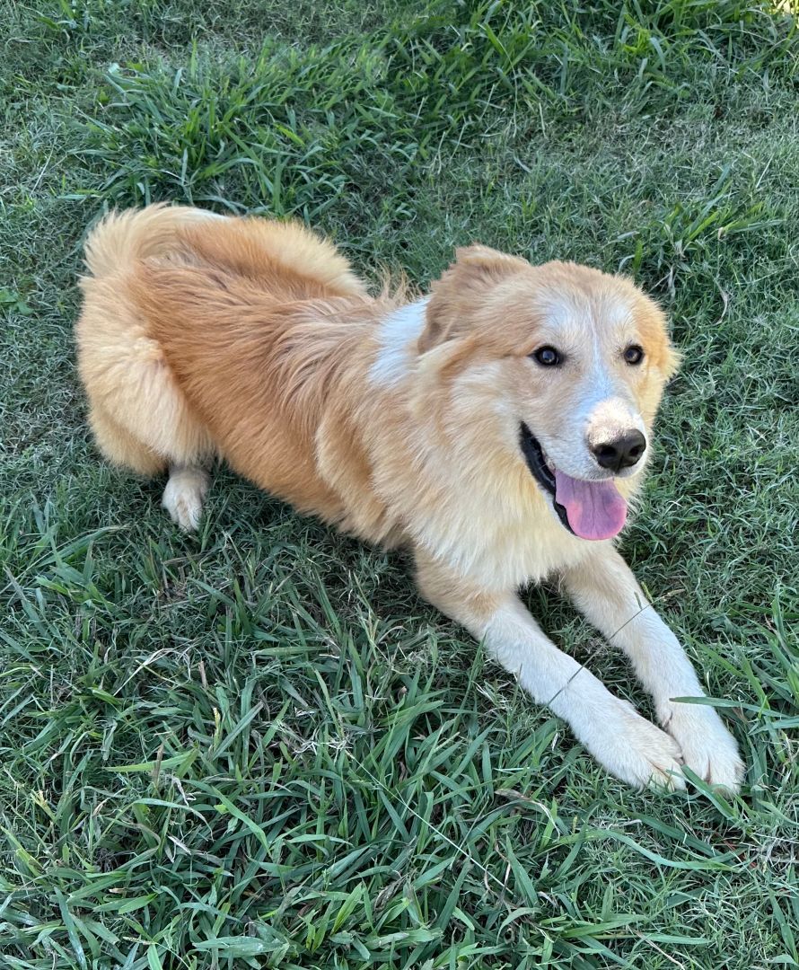 Dog for adoption - Renfro, a Great Pyrenees Mix in Pilot Point, TX ...