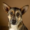 Nala photo 2