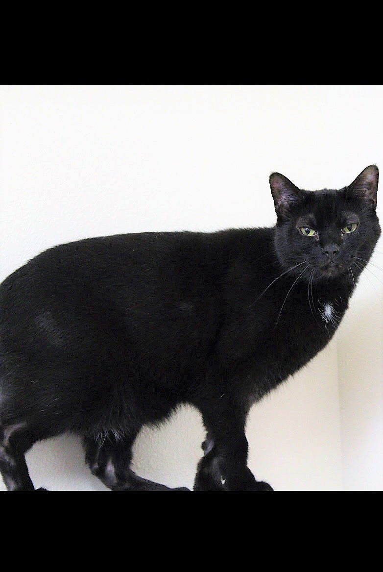 Dakota, an adoptable Domestic Short Hair in Montello, WI, 53949 | Photo Image 1