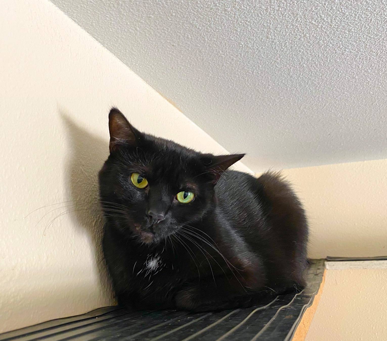 Dakota, an adoptable Domestic Short Hair in Montello, WI, 53949 | Photo Image 2