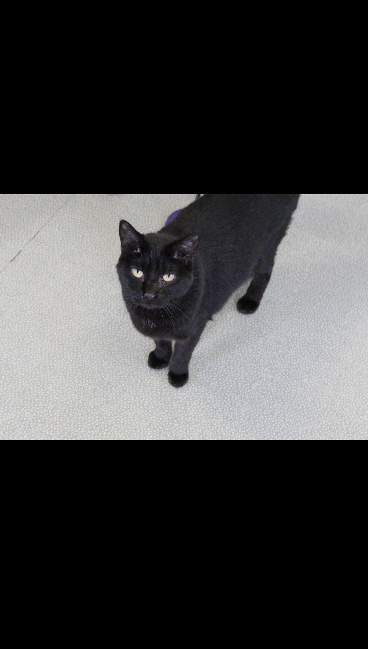 Twix, an adoptable Domestic Short Hair in Montello, WI, 53949 | Photo Image 1