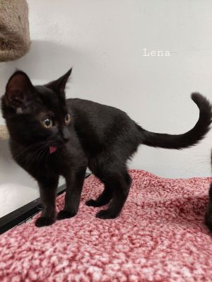 Lena