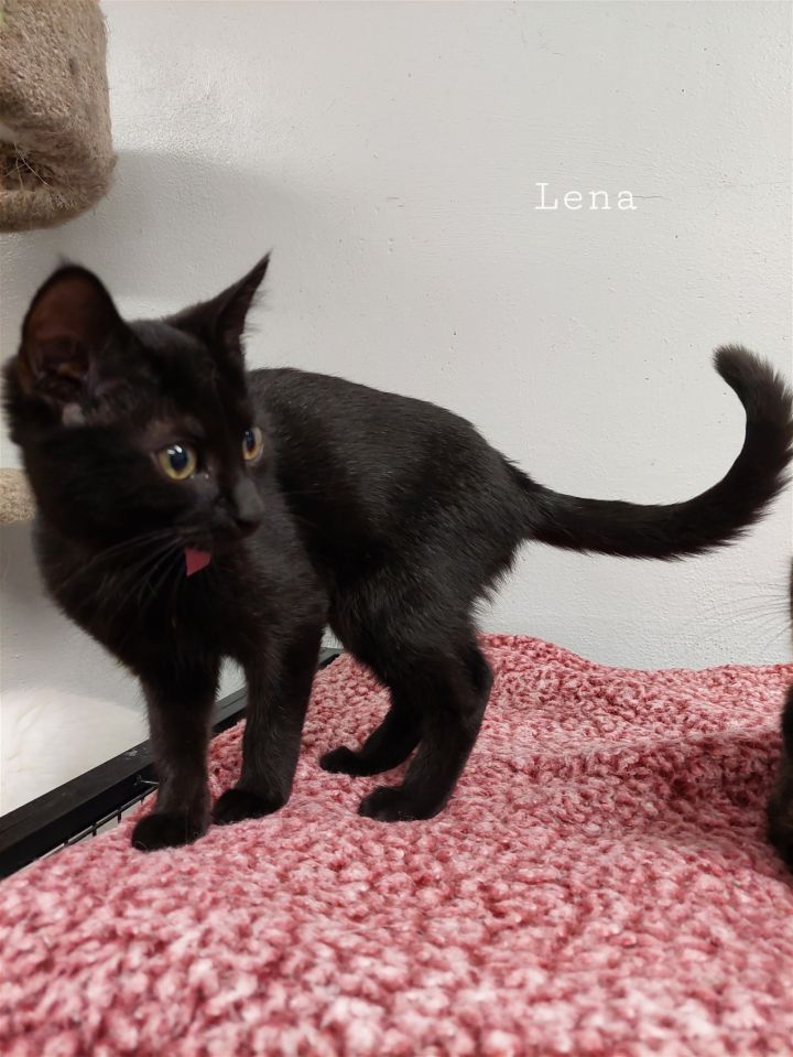 Lena 1