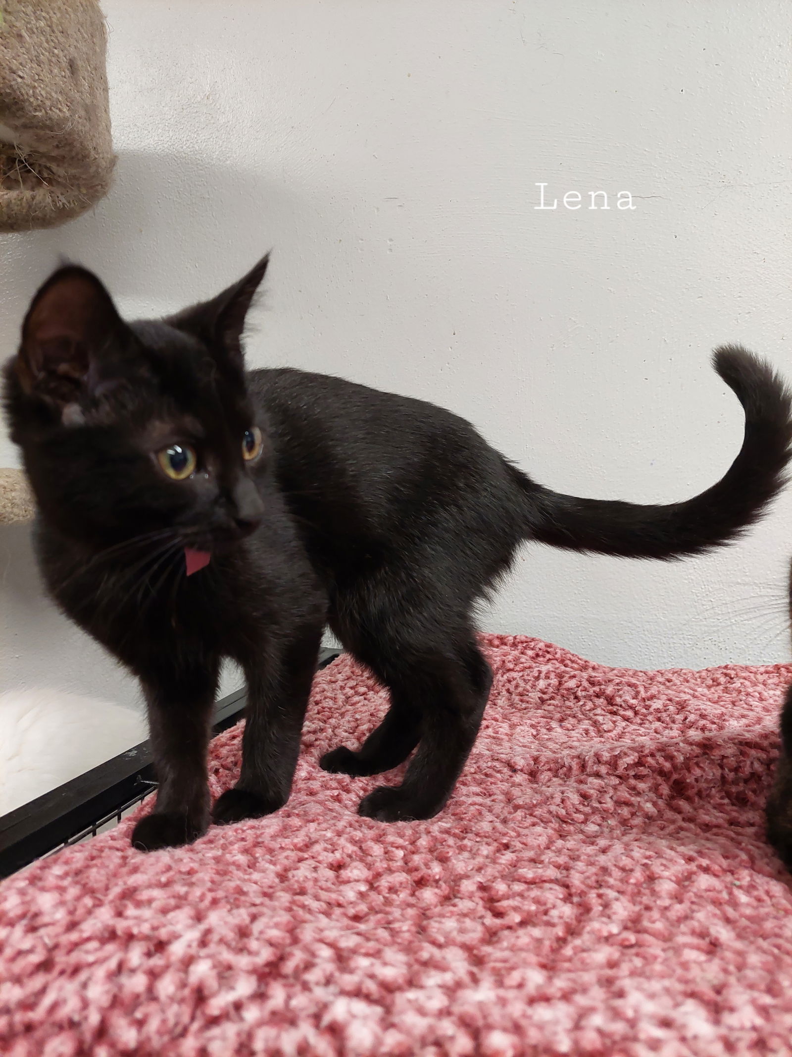 Lena, an adoptable Domestic Short Hair in Montello, WI, 53949 | Photo Image 2