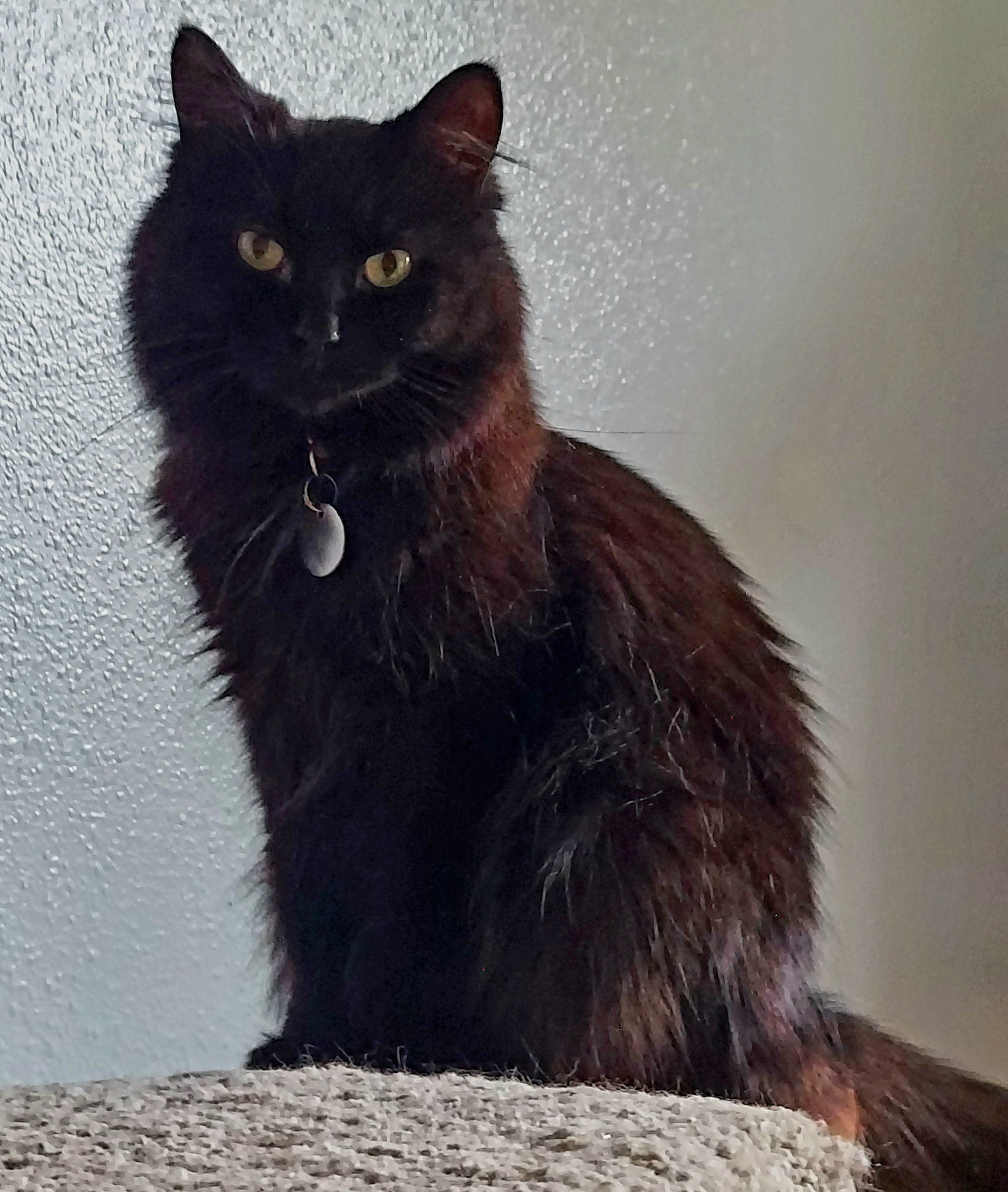 Taz, an adoptable Domestic Long Hair in Montello, WI, 53949 | Photo Image 1